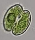 Cosmarium