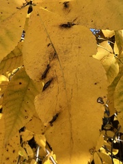 Phylloxera caryaevenae