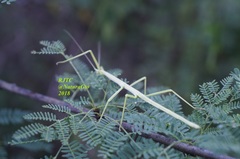 Pseudosermyle tridens