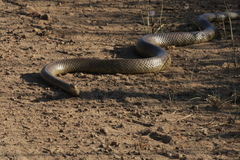 Pseudonaja affinis affinis