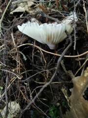 Verrucosporaceae