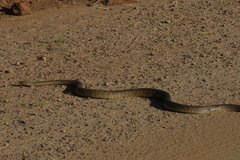 Pseudonaja affinis affinis