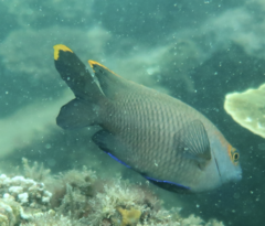 Plectroglyphidodon apicalis