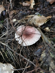 Verrucosporaceae