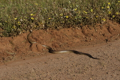 Pseudonaja affinis affinis