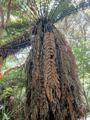 Dicksonia fibrosa