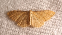 Idaea lutulentaria