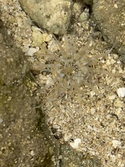 Actiniidae