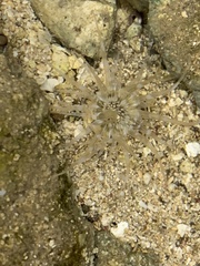 Actiniidae