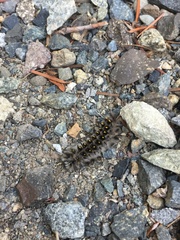 Lophocampa roseata