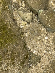 Actiniidae