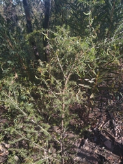 Acacia ulicifolia