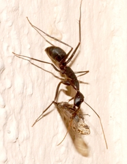Camponotus angusticollis