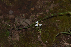 Bidens odorata