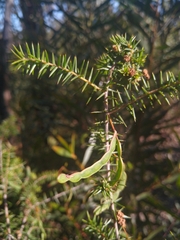 Acacia ulicifolia