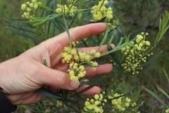 Acacia provincialis