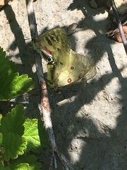 Parnassius clodius