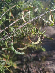 Acacia ulicifolia