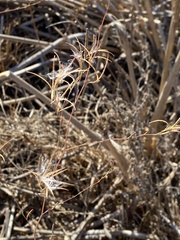 Epilobium brachycarpum