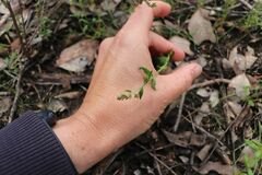 Gonocarpus tetragynus