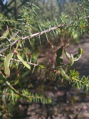 Acacia ulicifolia