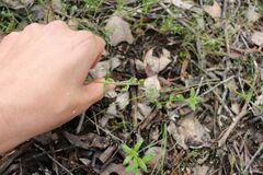 Gonocarpus tetragynus