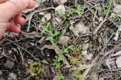 Gonocarpus tetragynus