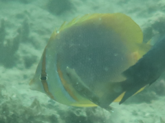 Chaetodon aureofasciatus