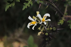 Solanum grayi