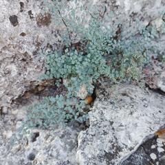 Argyrochosma microphylla