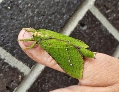 Aenetus eximia