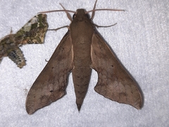 Pachylioides resumens