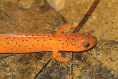Pseudotriton montanus