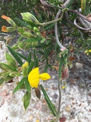 Rhynchosia leucoscias