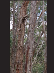 Eucalyptus macrorhyncha