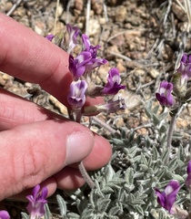 Astragalus leucolobus