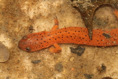 Pseudotriton montanus