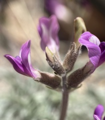 Astragalus leucolobus