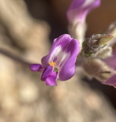 Astragalus leucolobus