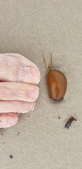 Botrylloides perspicuus