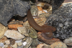 Pseudotriton ruber