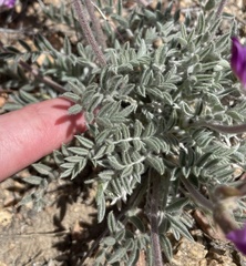Astragalus leucolobus