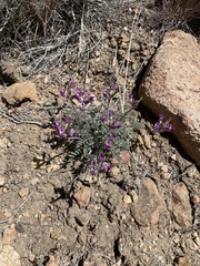 Astragalus leucolobus