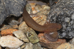 Pseudotriton ruber