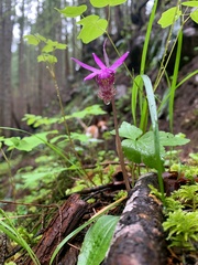 Calypso bulbosa occidentalis