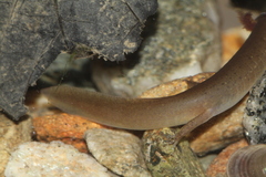 Pseudotriton ruber