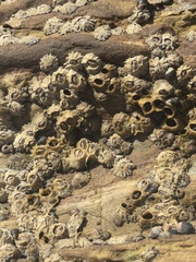 Balanomorpha