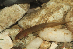 Pseudotriton ruber