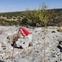 Penstemon baccharifolius