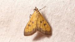 Mecyna trinalis